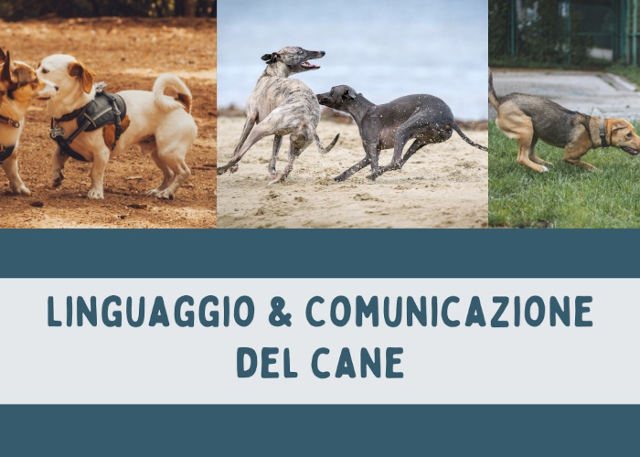 [DOWNLOAD] Linguaggio e Comunicazione del Cane | Educazione Cinofila