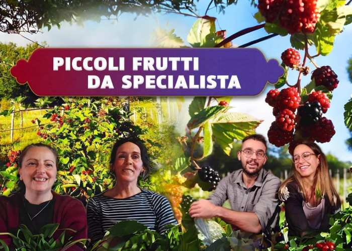 [DOWNLOAD] Piccoli Frutti da Specialista | Rendita Agricola