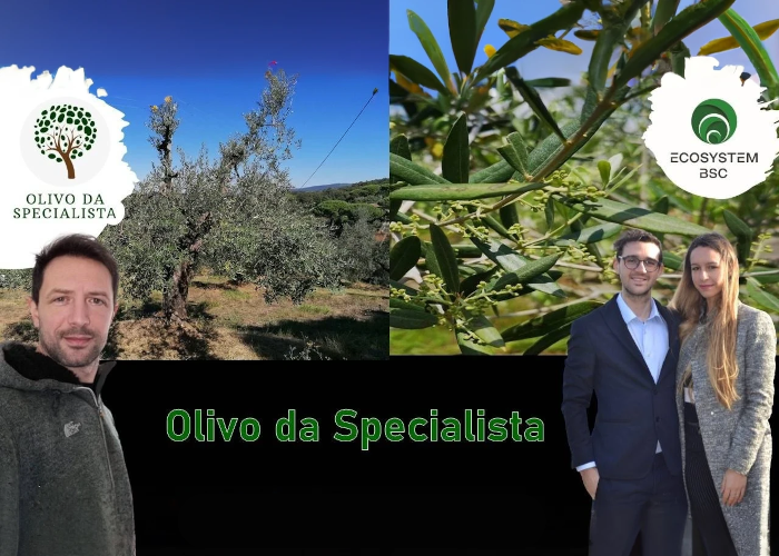 [DOWNLOAD] Olivo Da Specialista | Rendita Agricola
